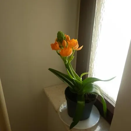 金盏花魔方公寓 * 斯普利特